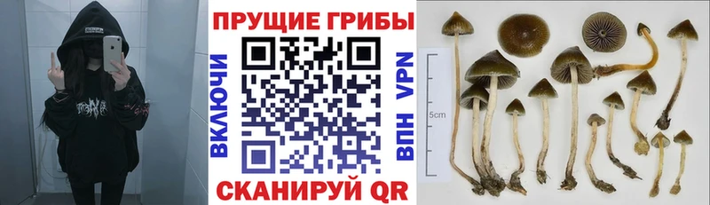 Галлюциногенные грибы Psilocybine cubensis  Димитровград 